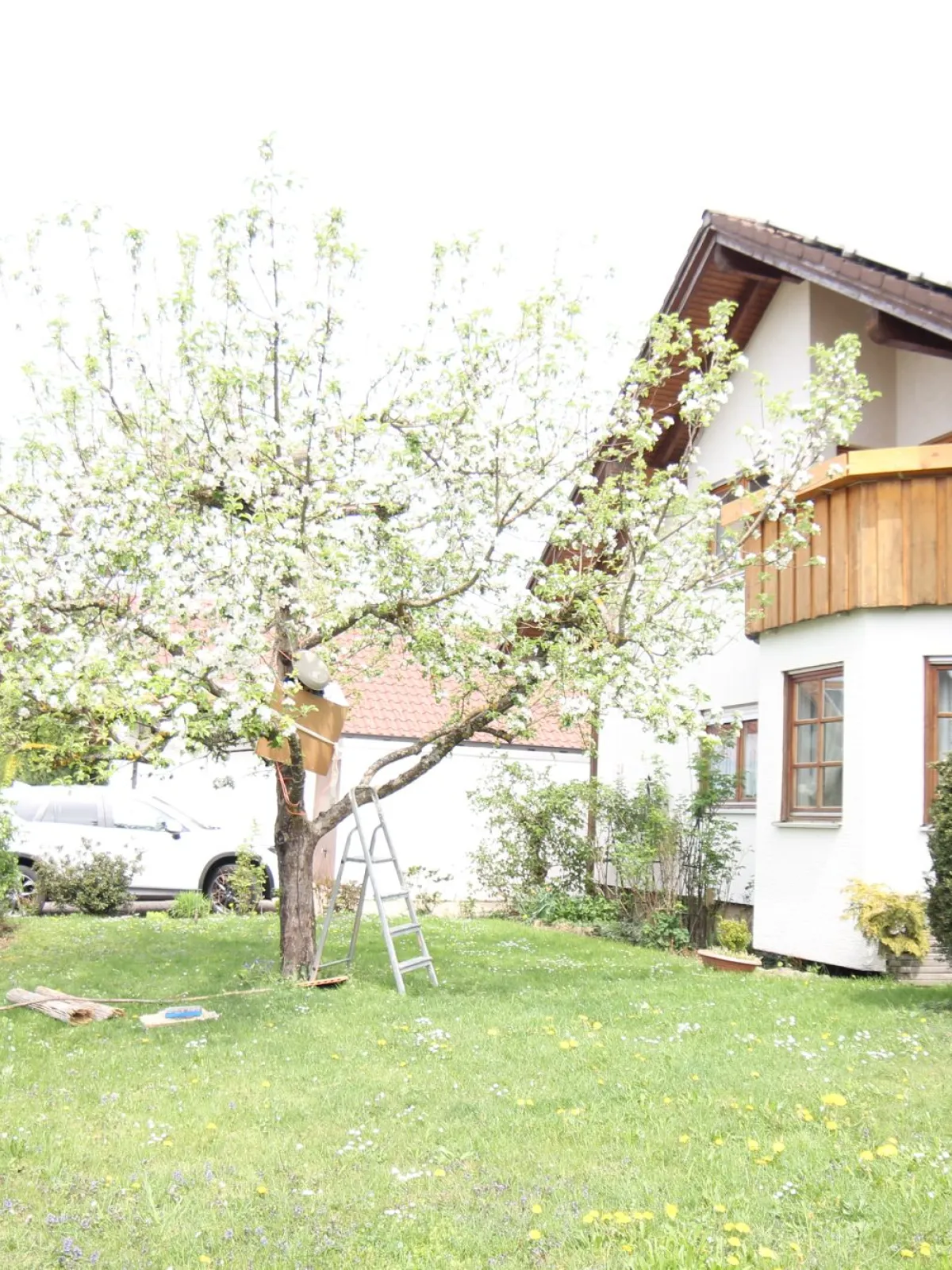 Garten mit blühendem Obstbaum